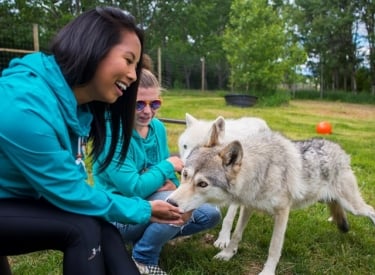 Yamnuska Wofdog Sanctuary