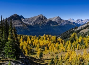 Top 5 Larch Hikes In Canmore Kananaskis