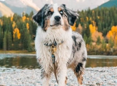 Your Ultimate Guide to planning a Dog-Friendly Getaway in Canmore and Kananaskis 1